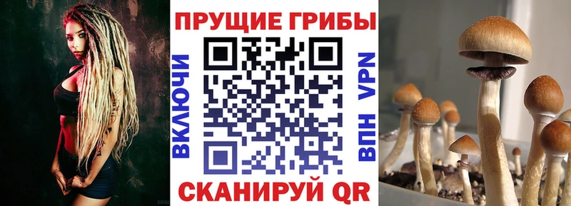 Галлюциногенные грибы GOLDEN TEACHER  купить закладку  KRAKEN   Шацк 